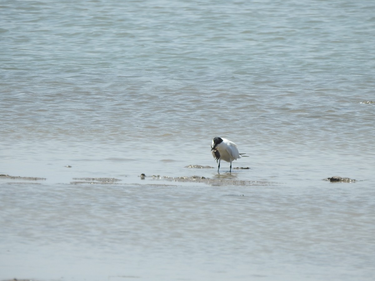 Australian Tern - ML644351753