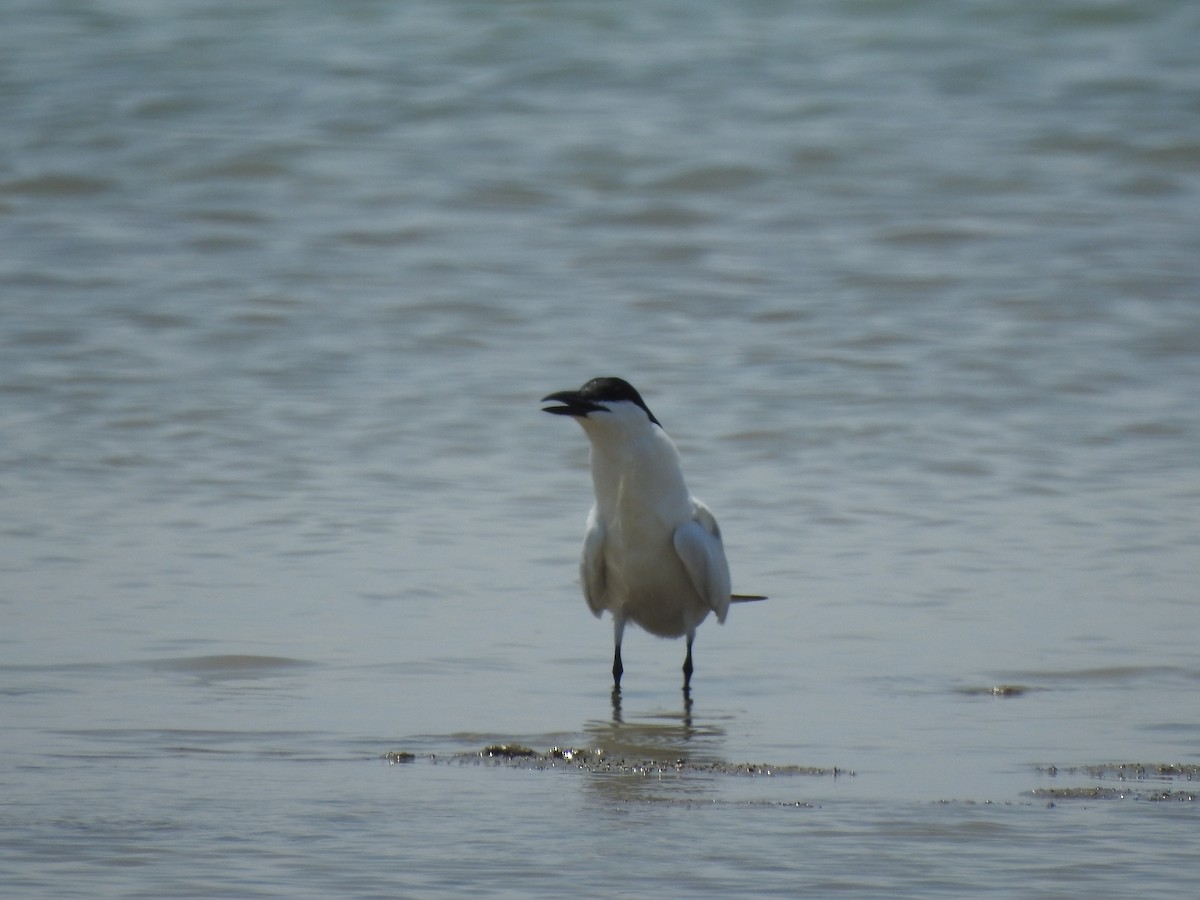 Australian Tern - ML644351754