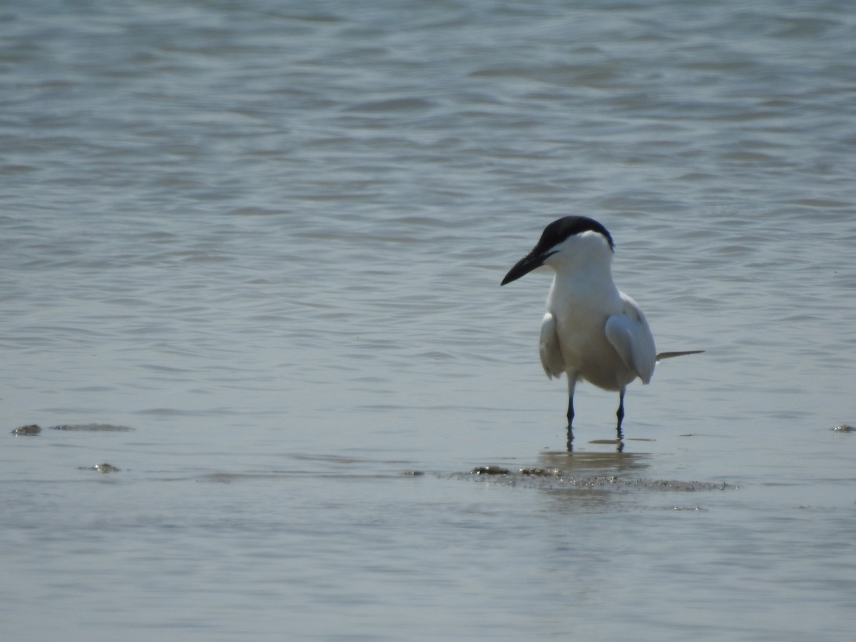 Australian Tern - ML644351755