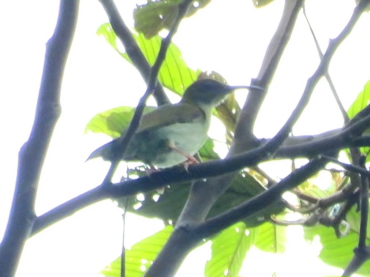 Gray-breasted Spiderhunter - ML644351765