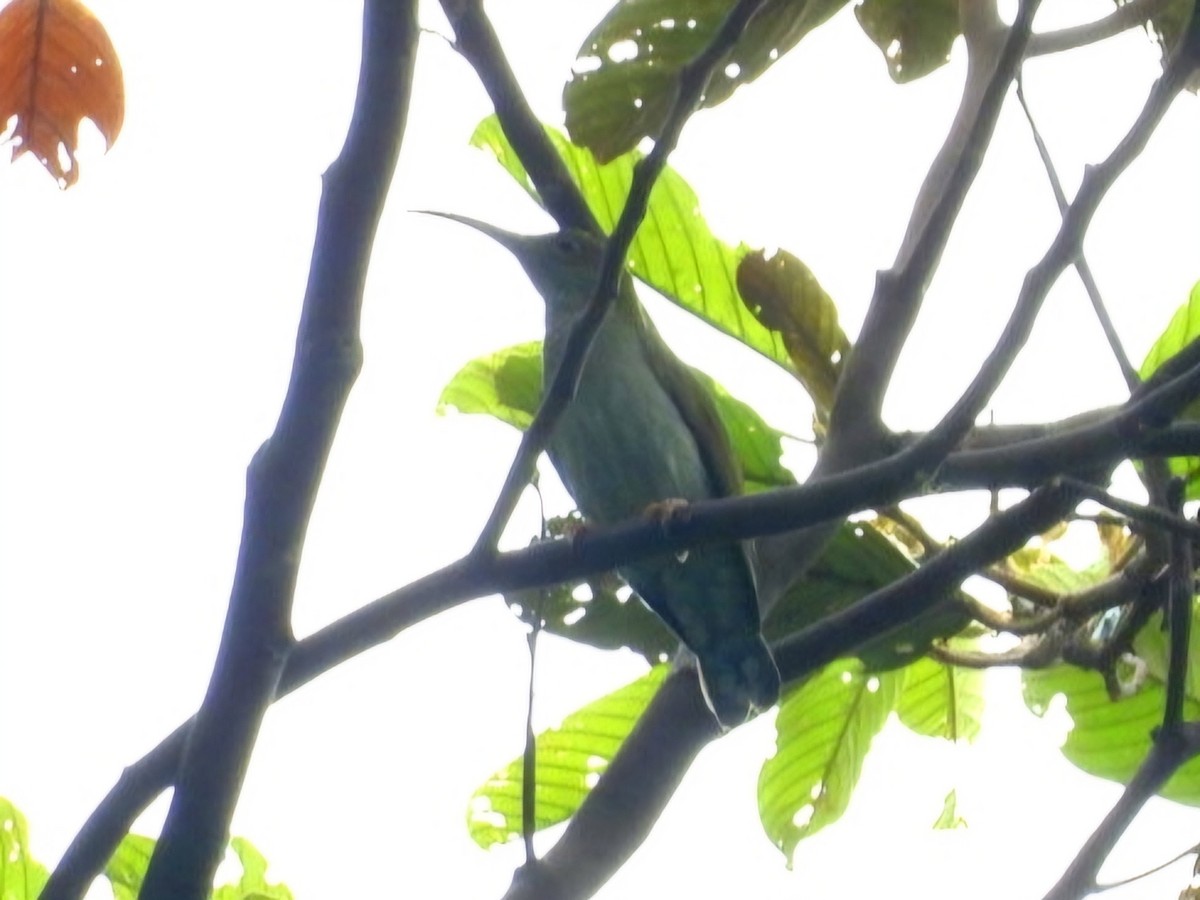 Gray-breasted Spiderhunter - ML644351766