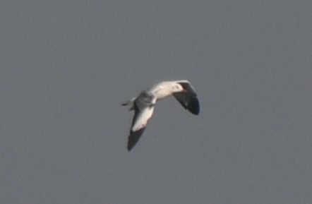 Бор толгойт цахлай - ML644351768