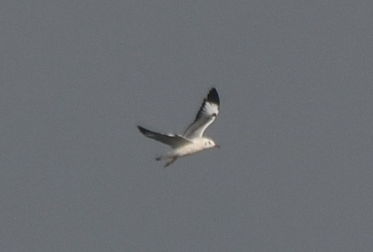 Бор толгойт цахлай - ML644351773