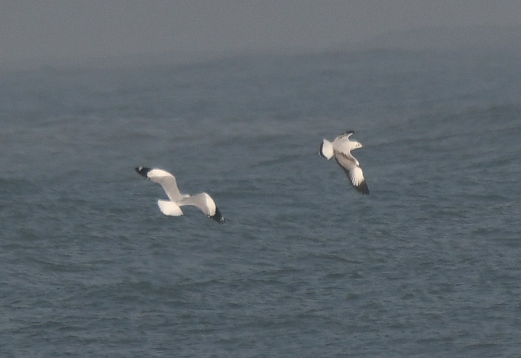 Бор толгойт цахлай - ML644351778