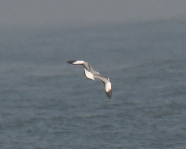 Бор толгойт цахлай - ML644351784