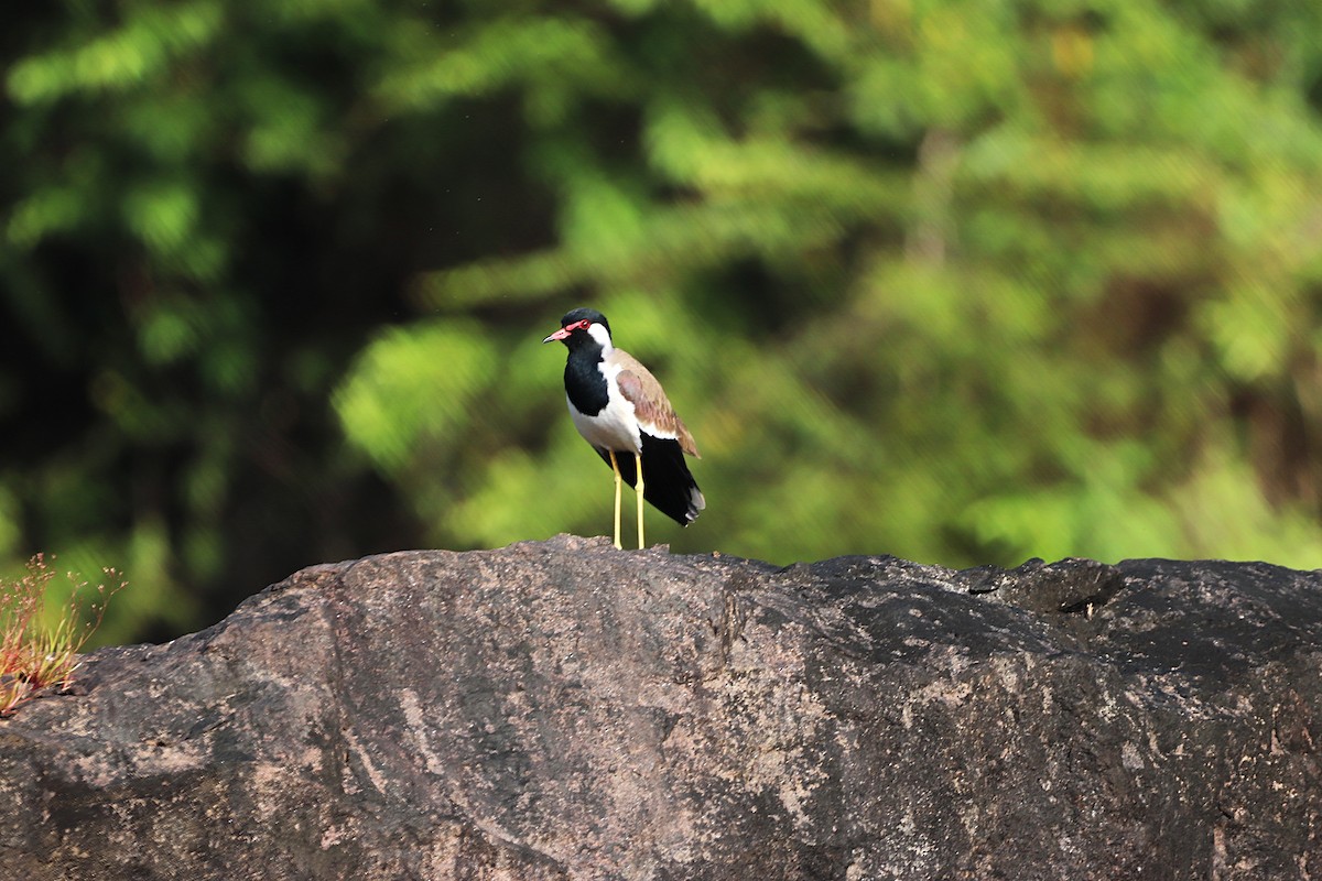 čejka černoprsá - ML644351799