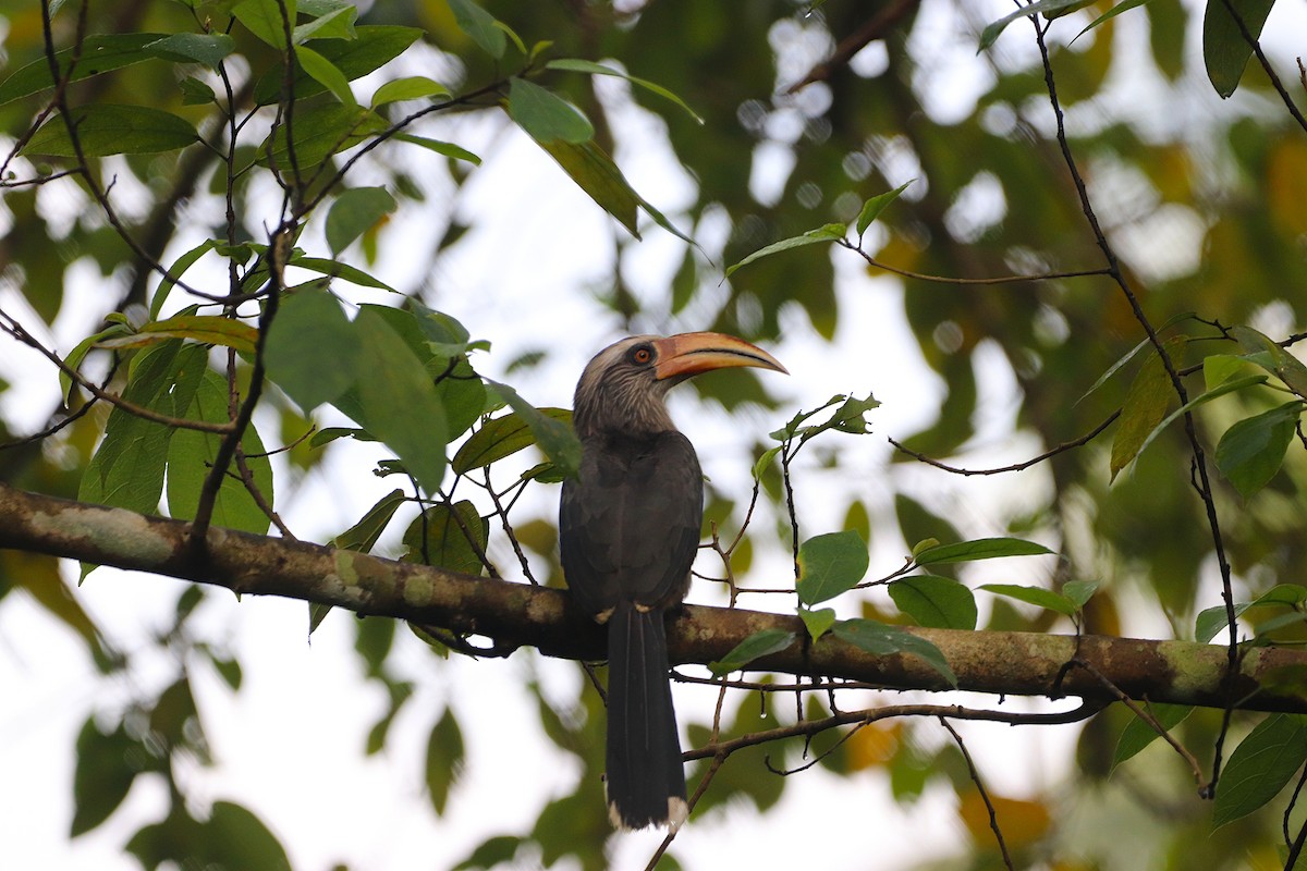 Malabar Gray Hornbill - ML644351805