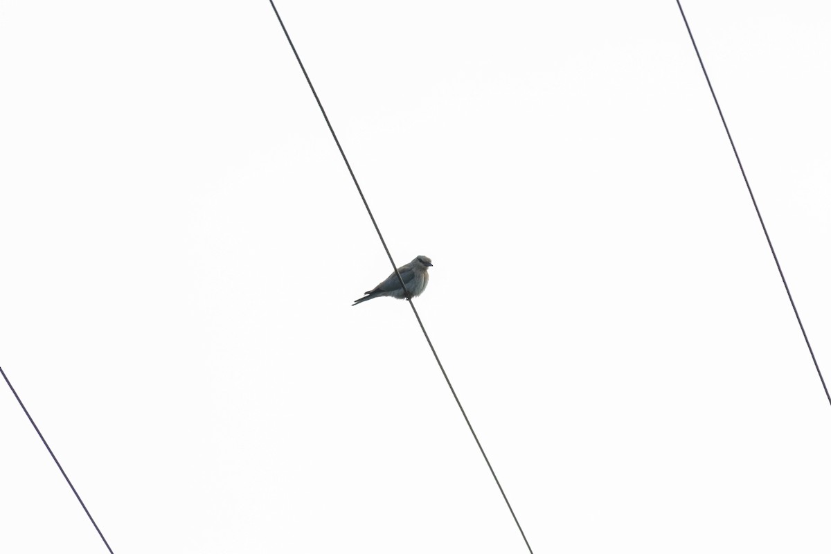 Сиворакша євразійська - ML644351810