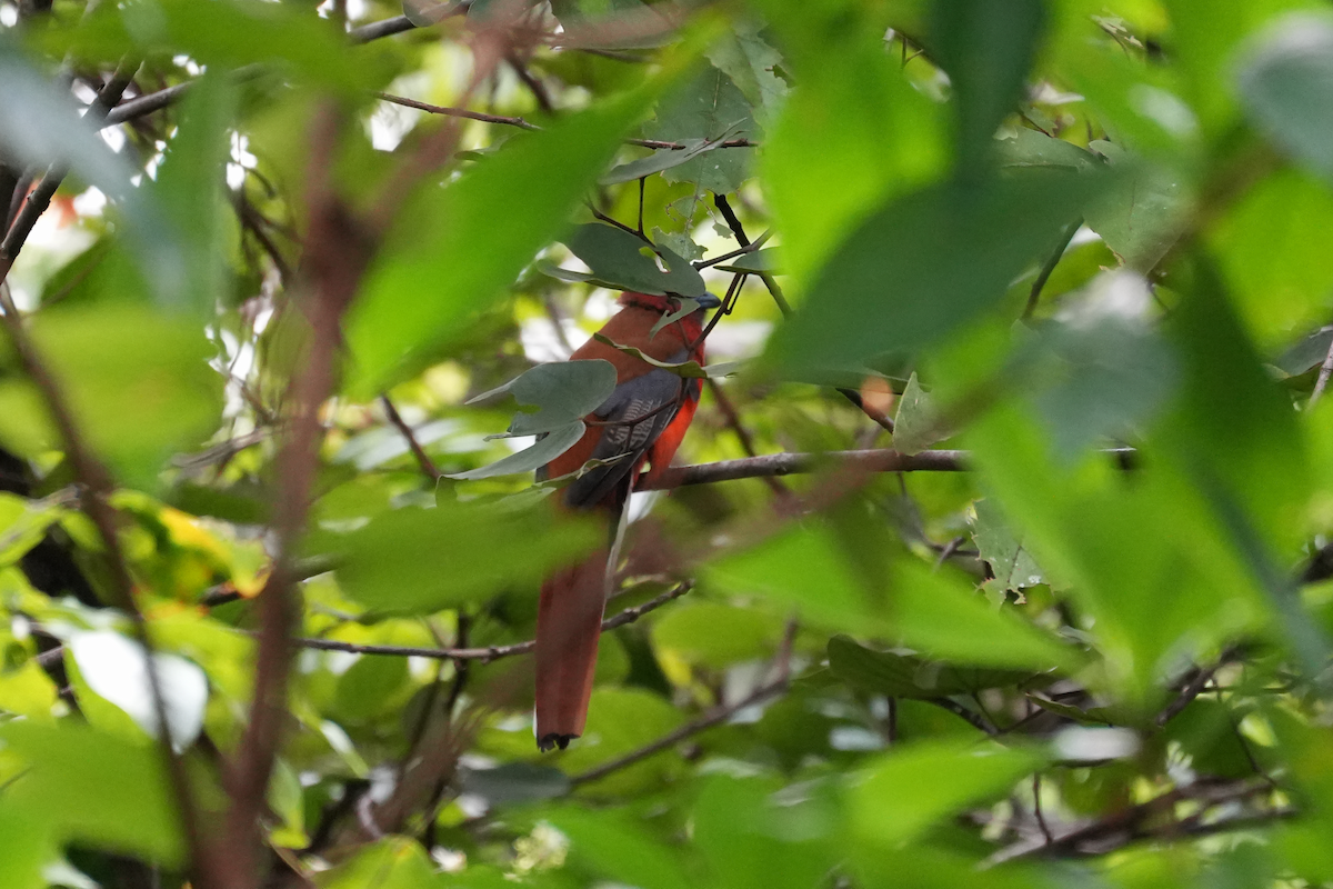 Red-headed Trogon - ML644351814