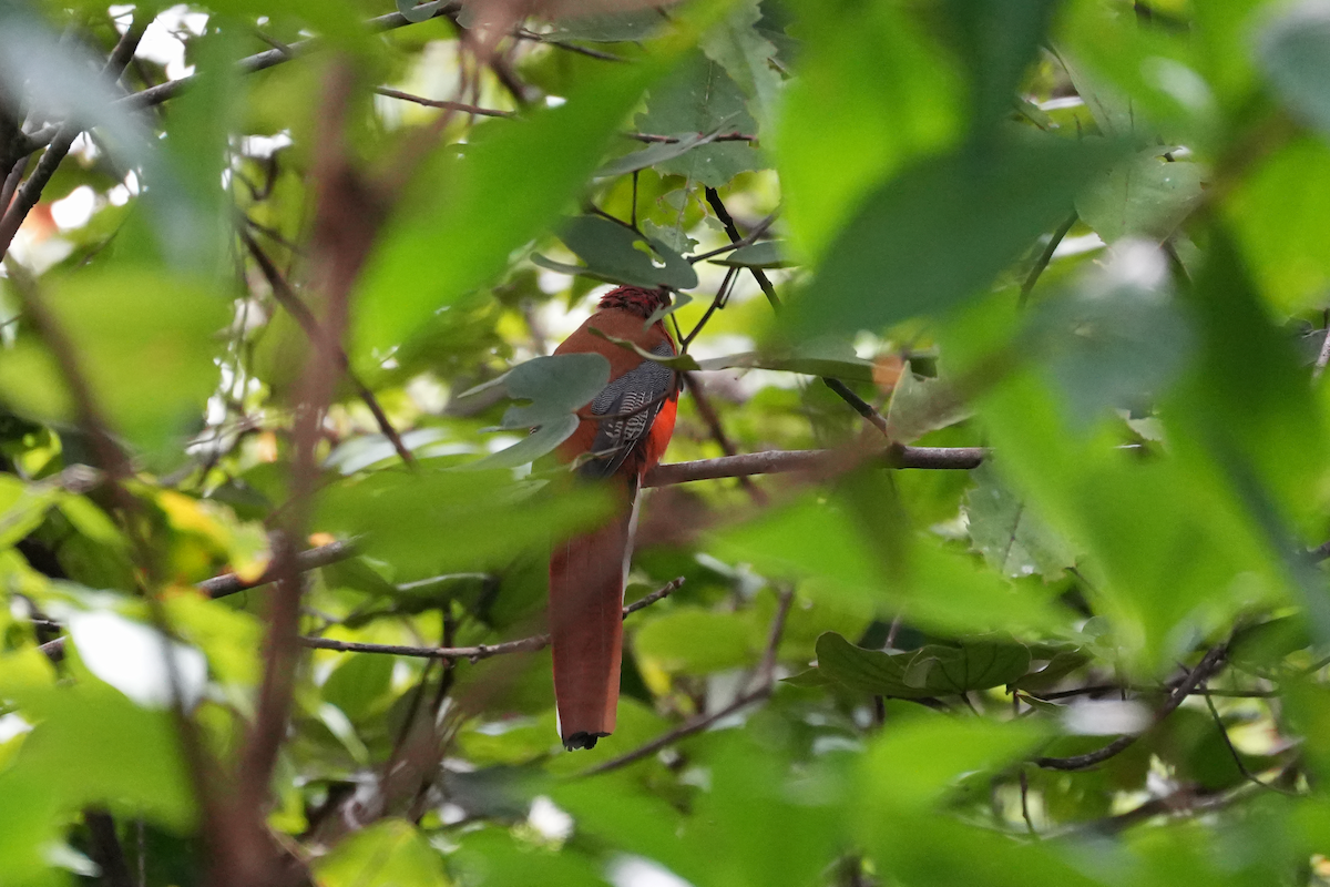 Red-headed Trogon - ML644351815