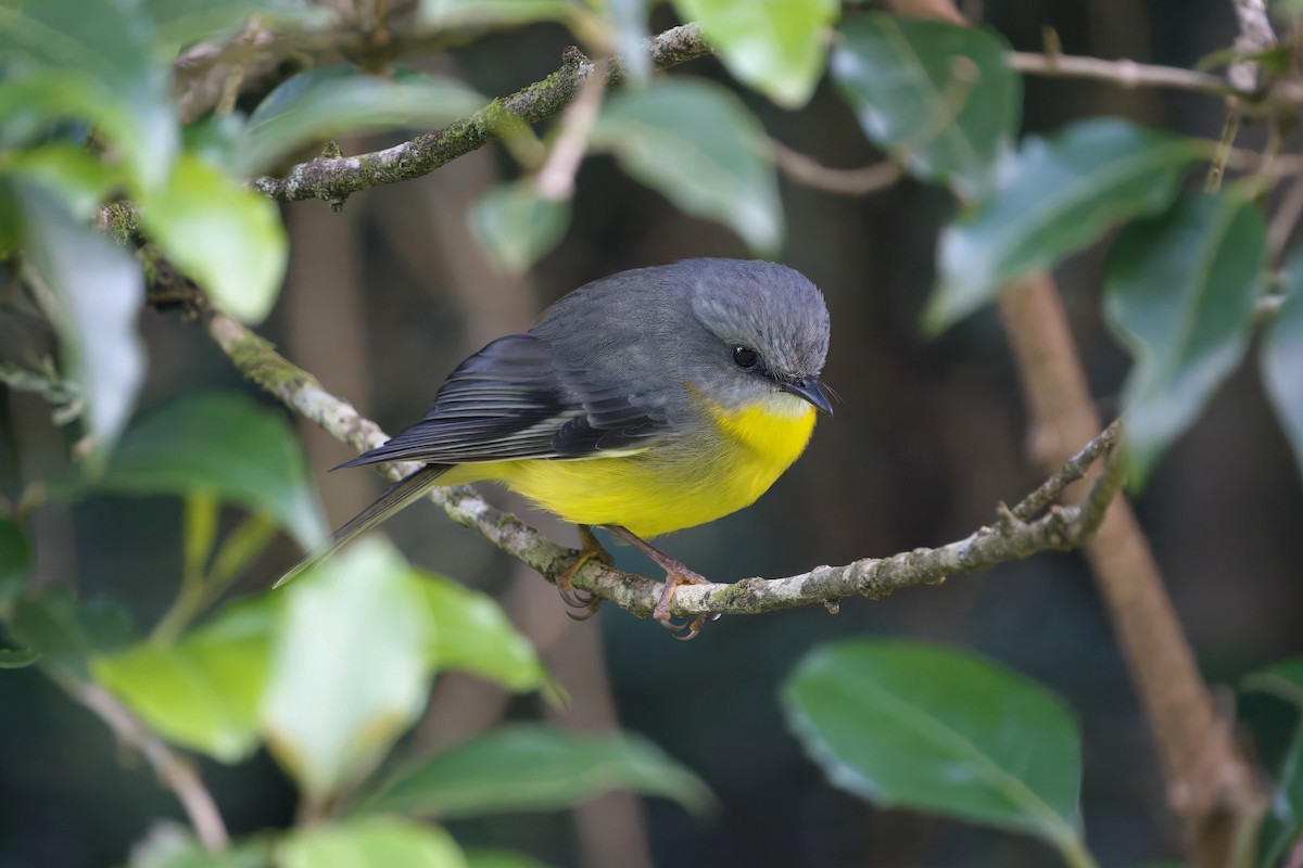 Жёлтая дриада - ML644351821