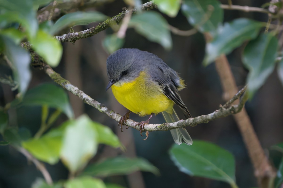 Doğulu Sarı Bülbül - ML644351822