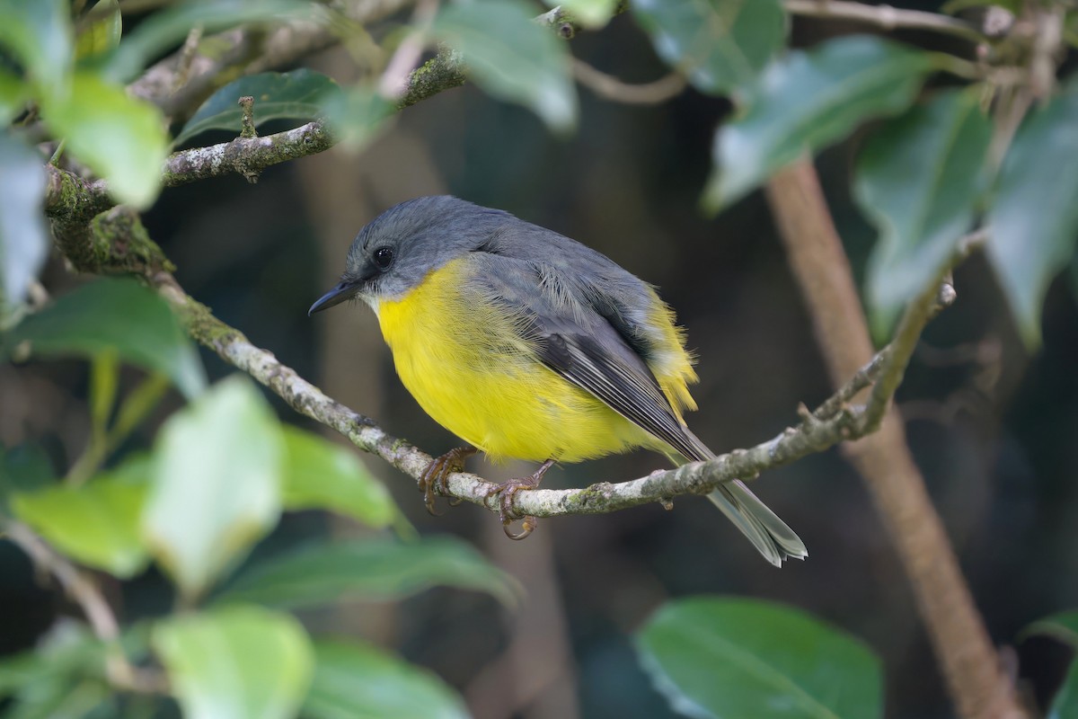 Doğulu Sarı Bülbül - ML644351823