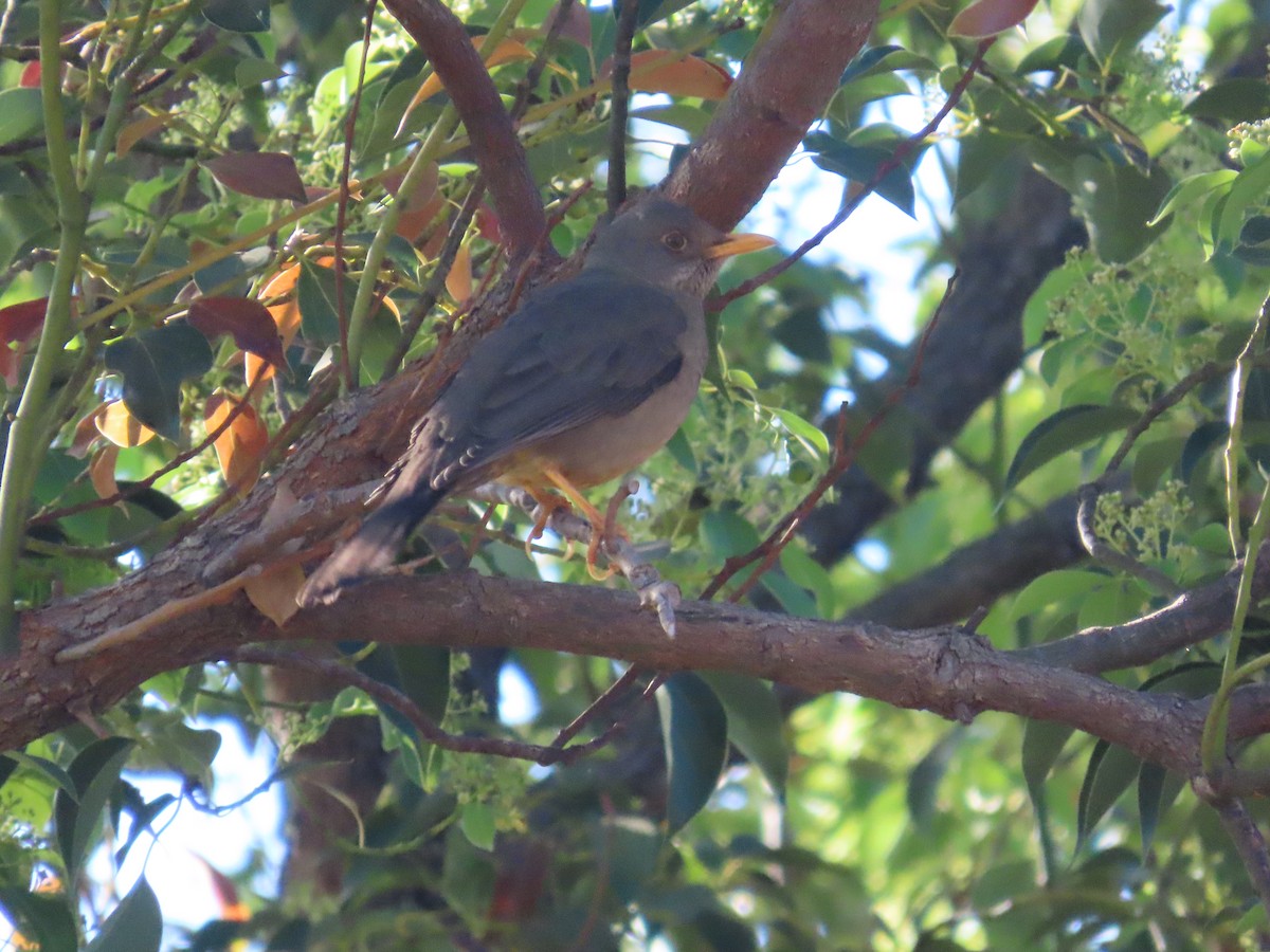 Karoo Thrush - ML644351825