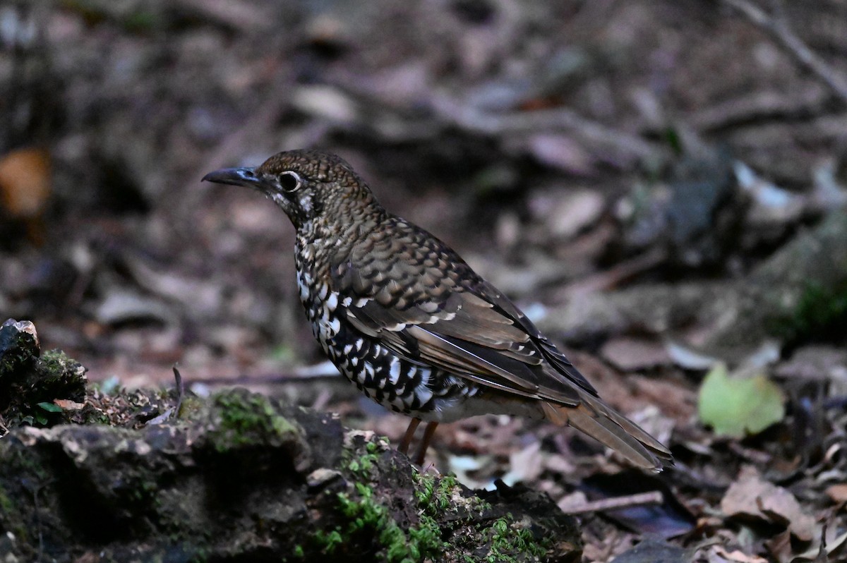 Австралийский дрозд - ML644351826