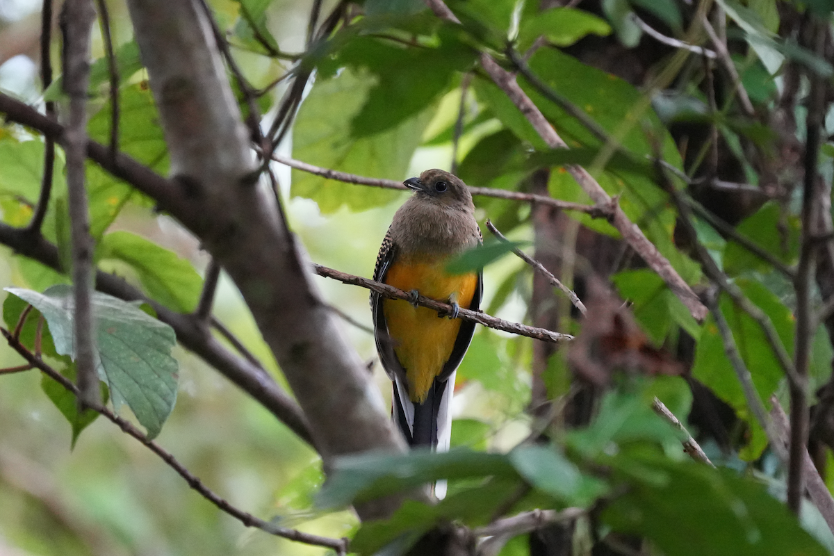 Orange-breasted Trogon - ML644351827