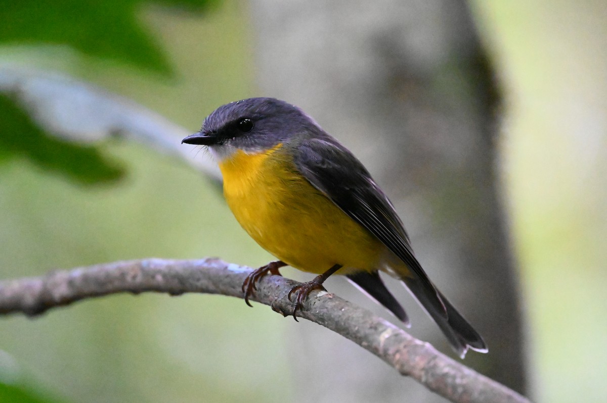 Жёлтая дриада - ML644351828