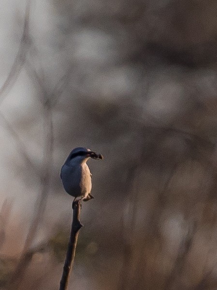 Серый сорокопут - ML644351829