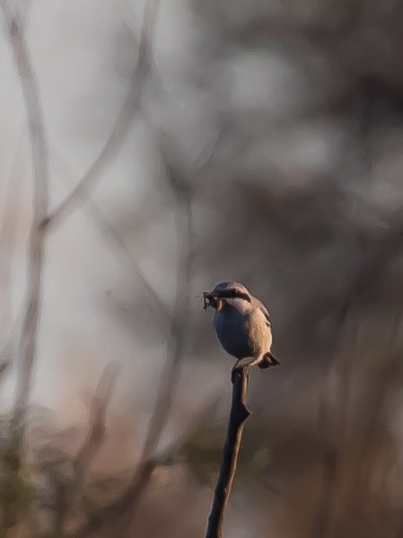 Серый сорокопут - ML644351830
