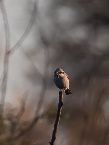 Серый сорокопут - ML644351831