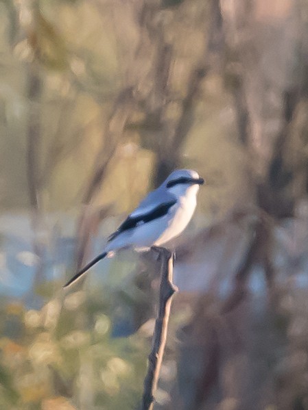 Серый сорокопут - ML644351832