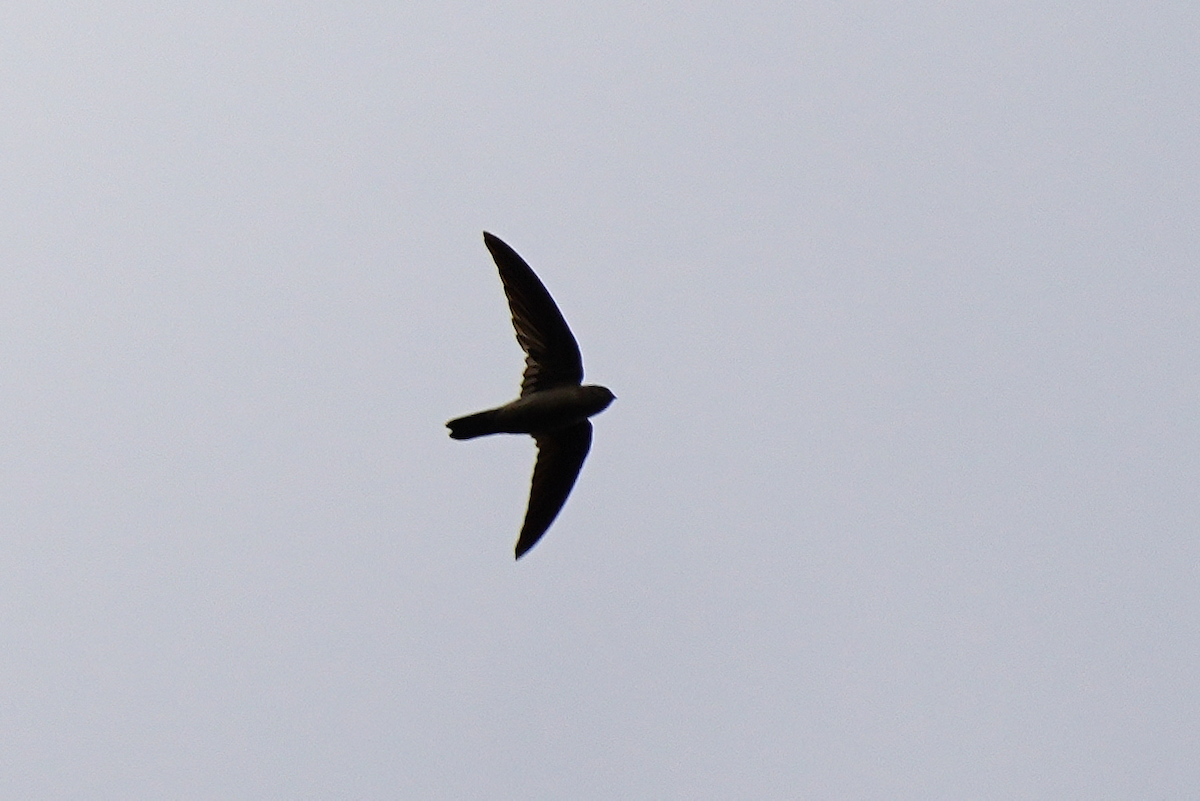 White-nest Swiftlet (Germain's) - ML644351834