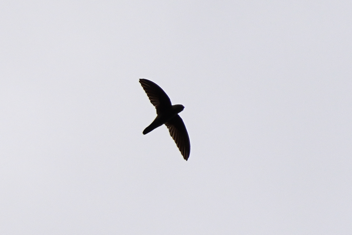 White-nest Swiftlet (Germain's) - ML644351835