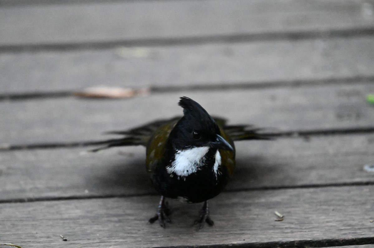 Белогорлая птица-бич - ML644351836