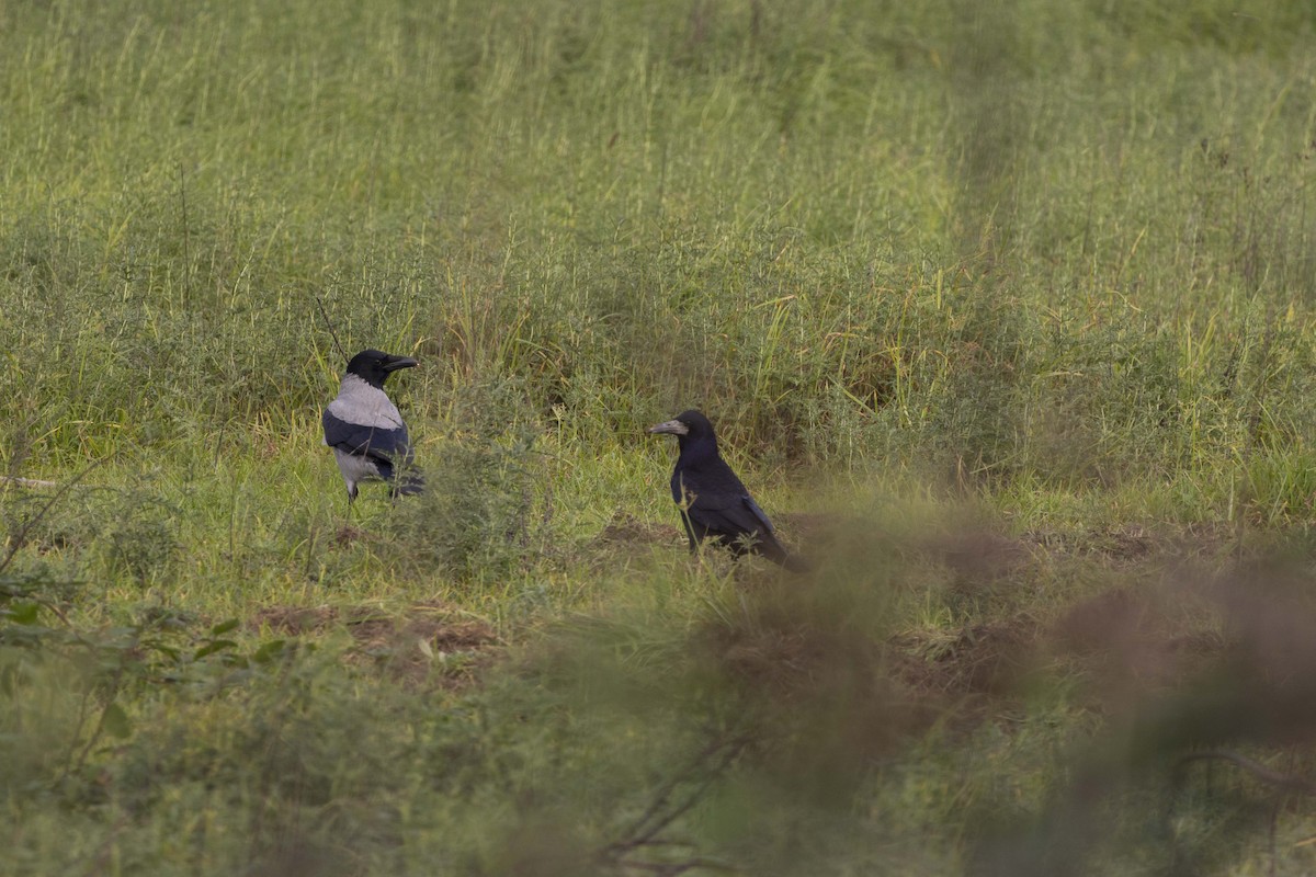 Грач - ML644351837