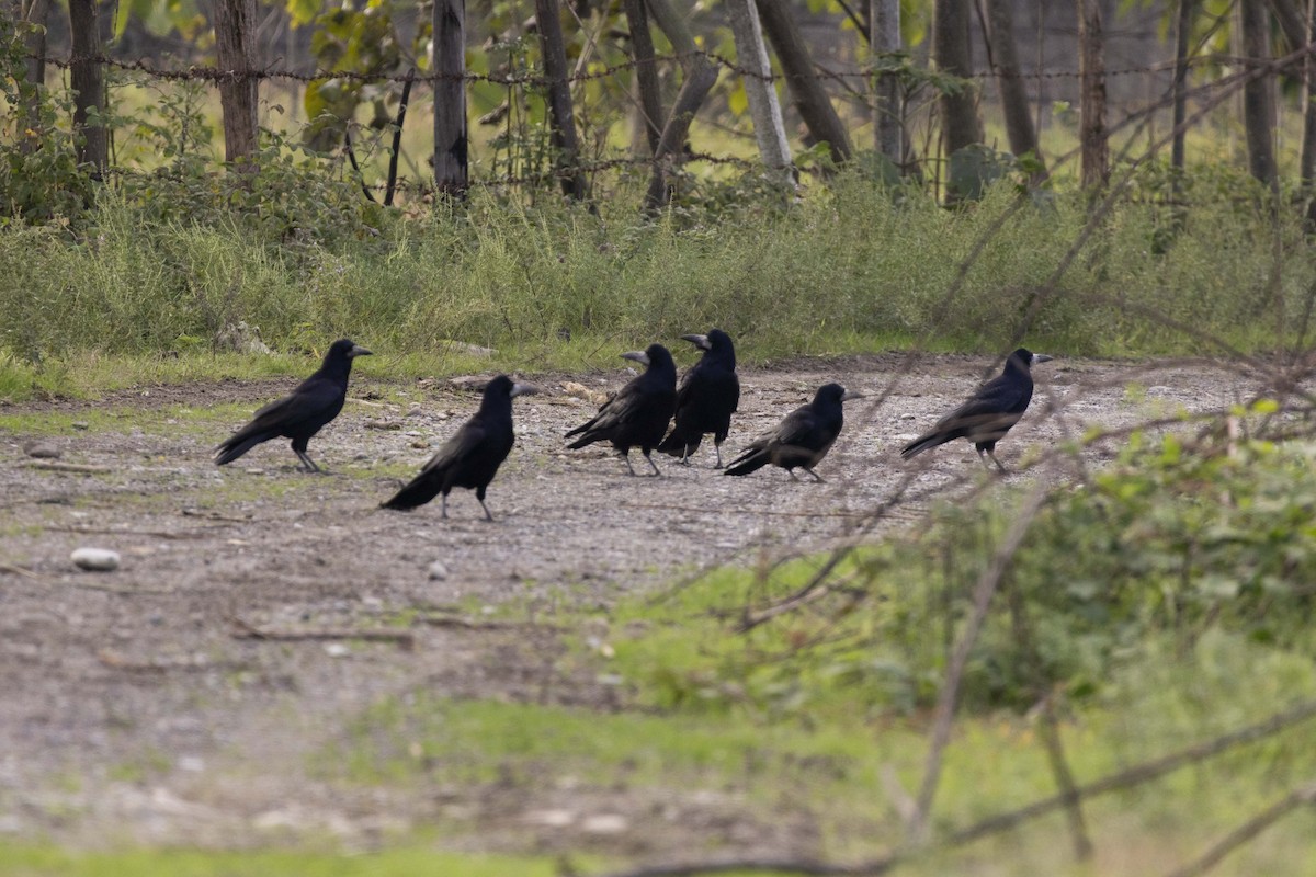 Грач - ML644351838