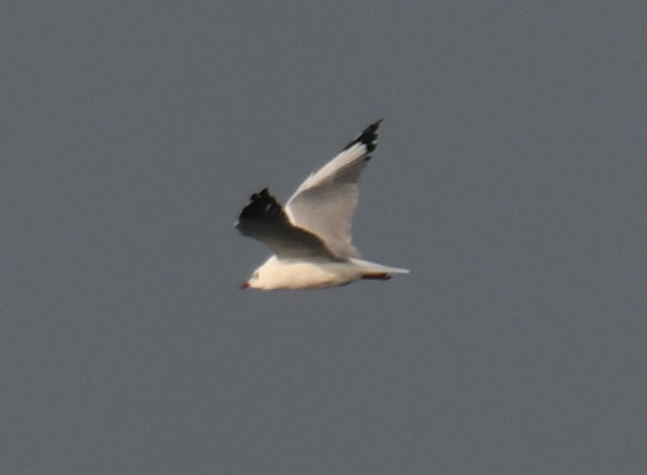 Бор толгойт цахлай - ML644351839