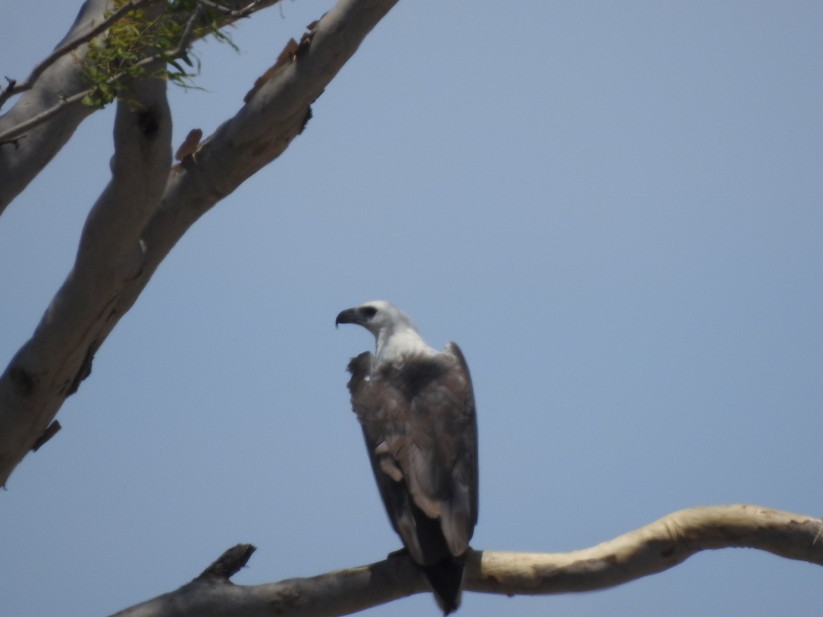 Белобрюхий орлан - ML644351840