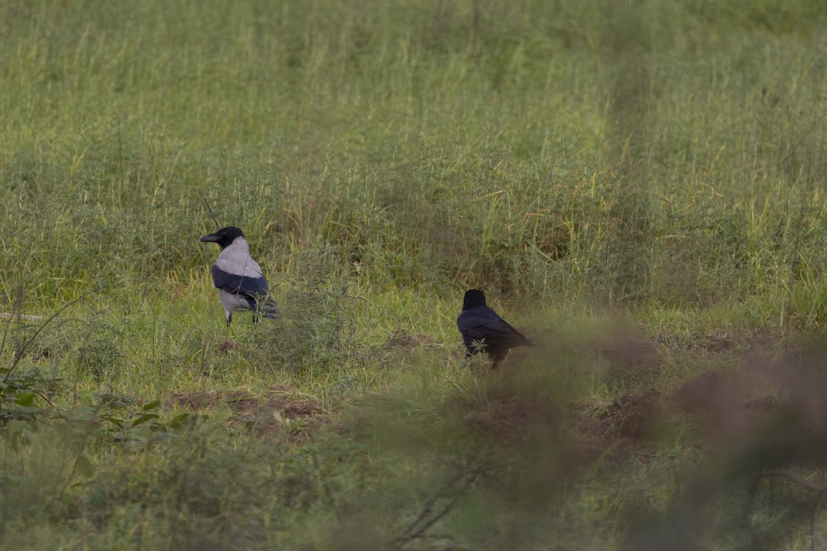 Серая ворона - ML644351842