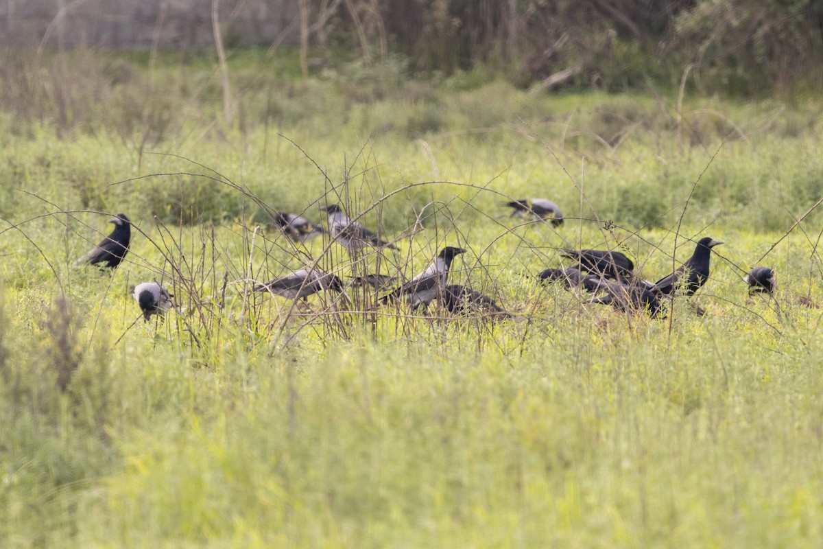 Серая ворона - ML644351843