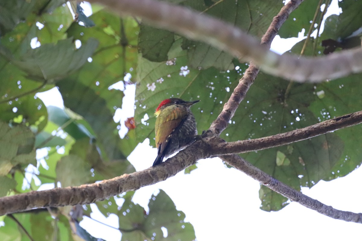 Малый желтохохлый дятел - ML644351845