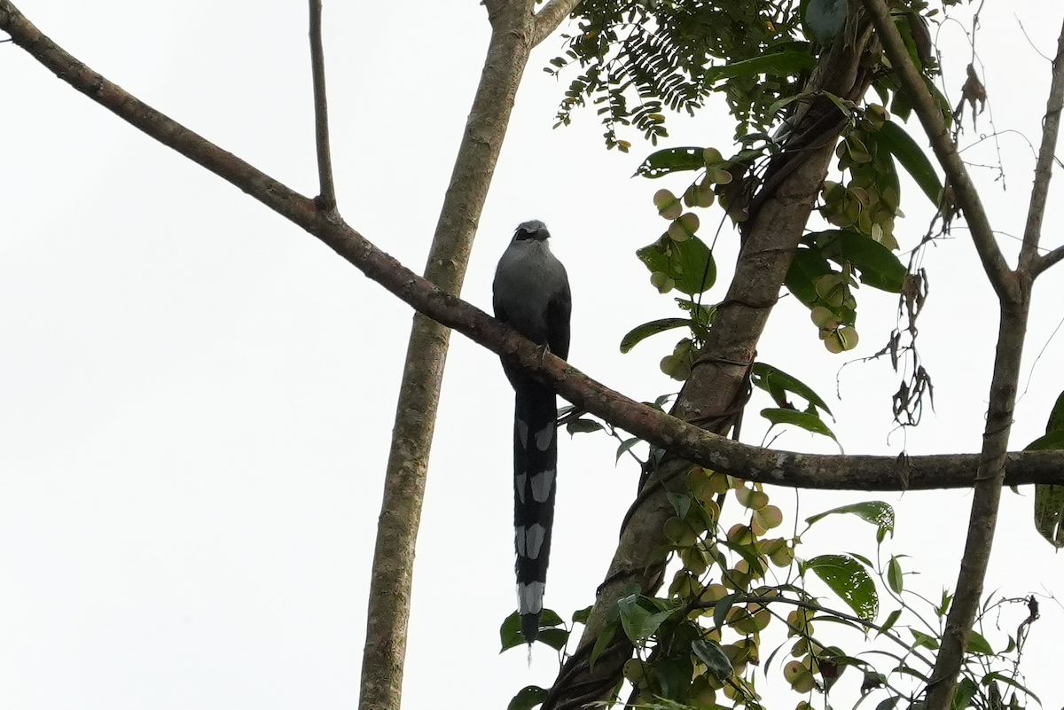 Длиннохвостая малкоа - ML644351846