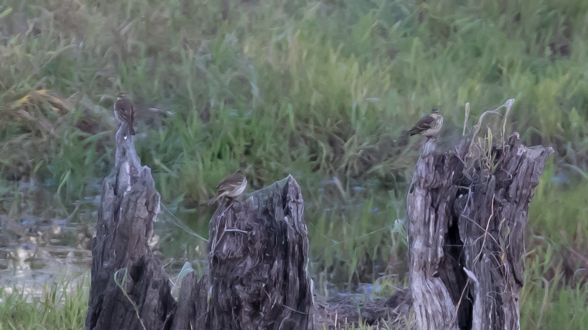 Горный конёк - ML644351847