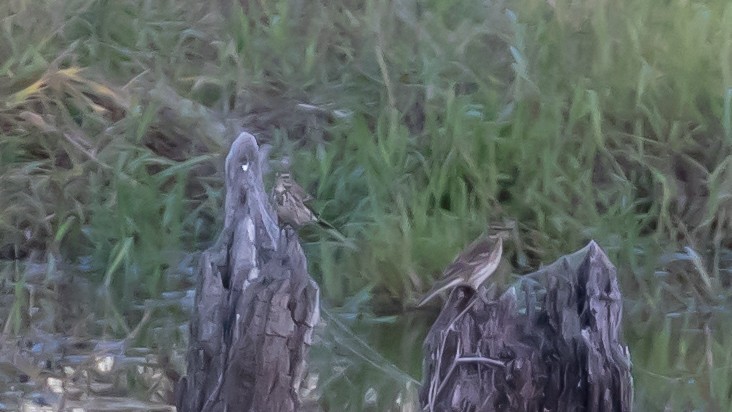 Горный конёк - ML644351848