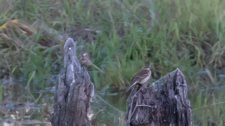 Горный конёк - ML644351849