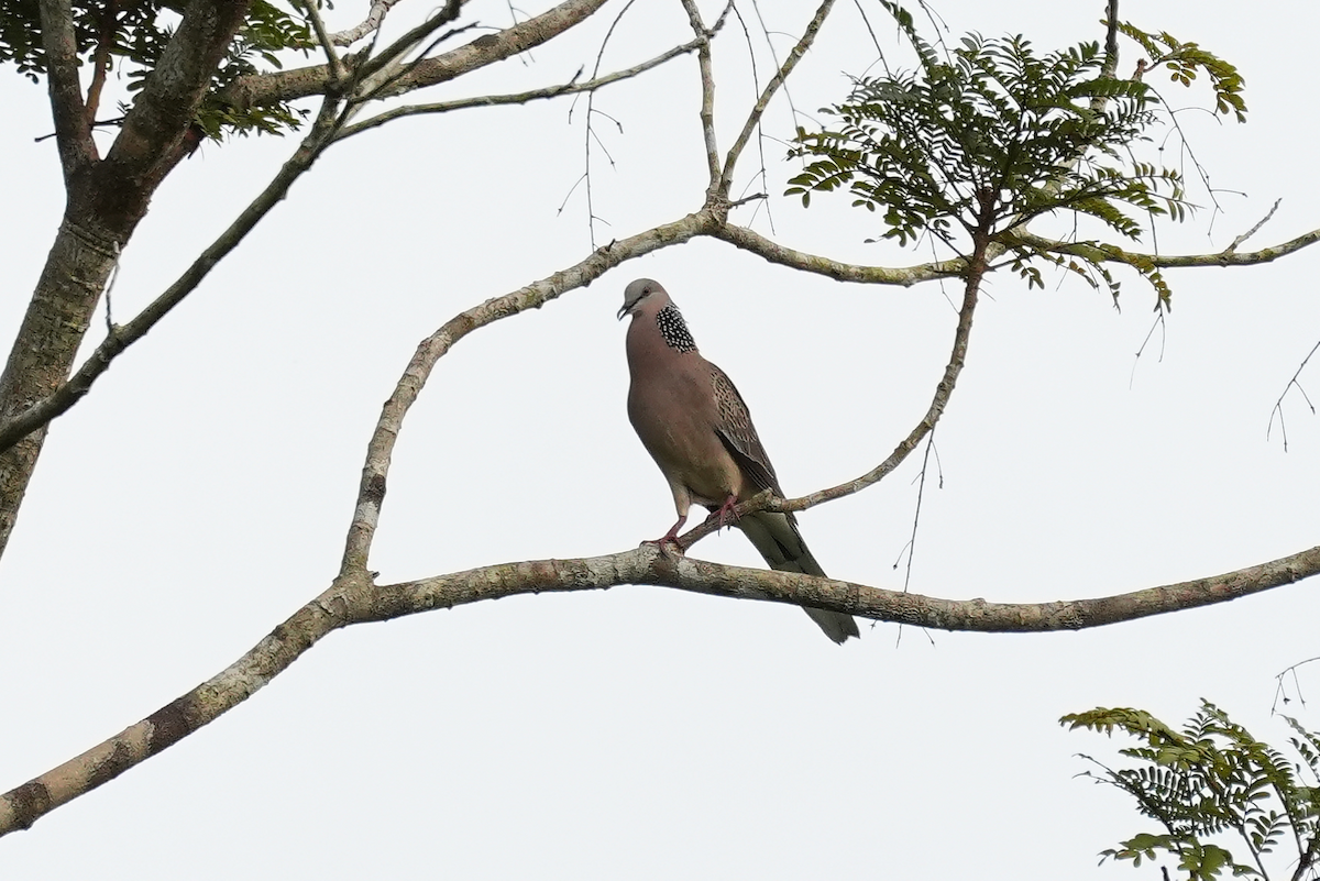 Китайская горлица (chinensis/tigrina) - ML644351851