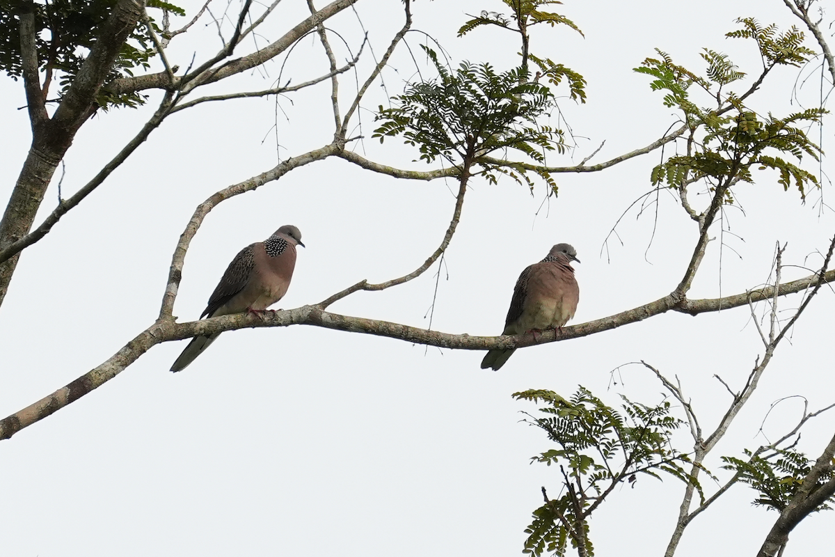 Китайская горлица (chinensis/tigrina) - ML644351852