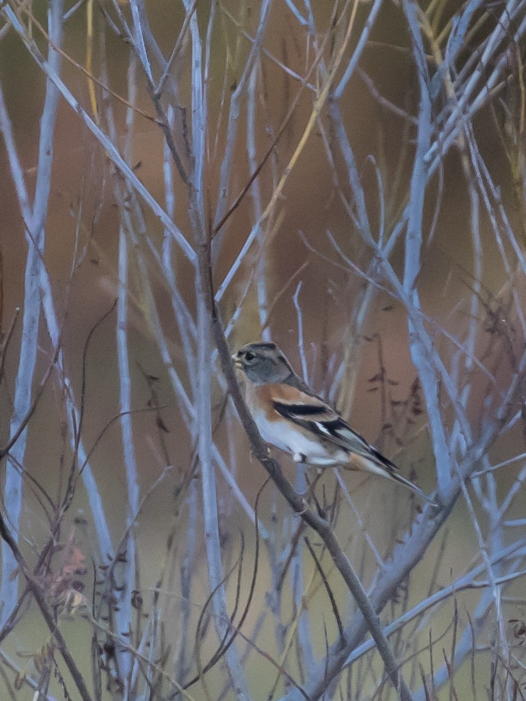 Вьюрок - ML644351853