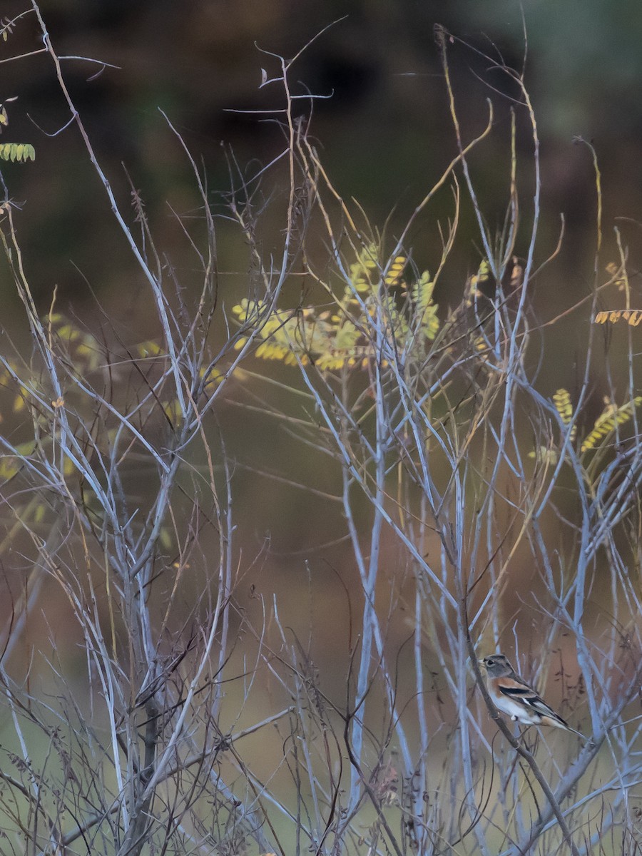 Вьюрок - ML644351854