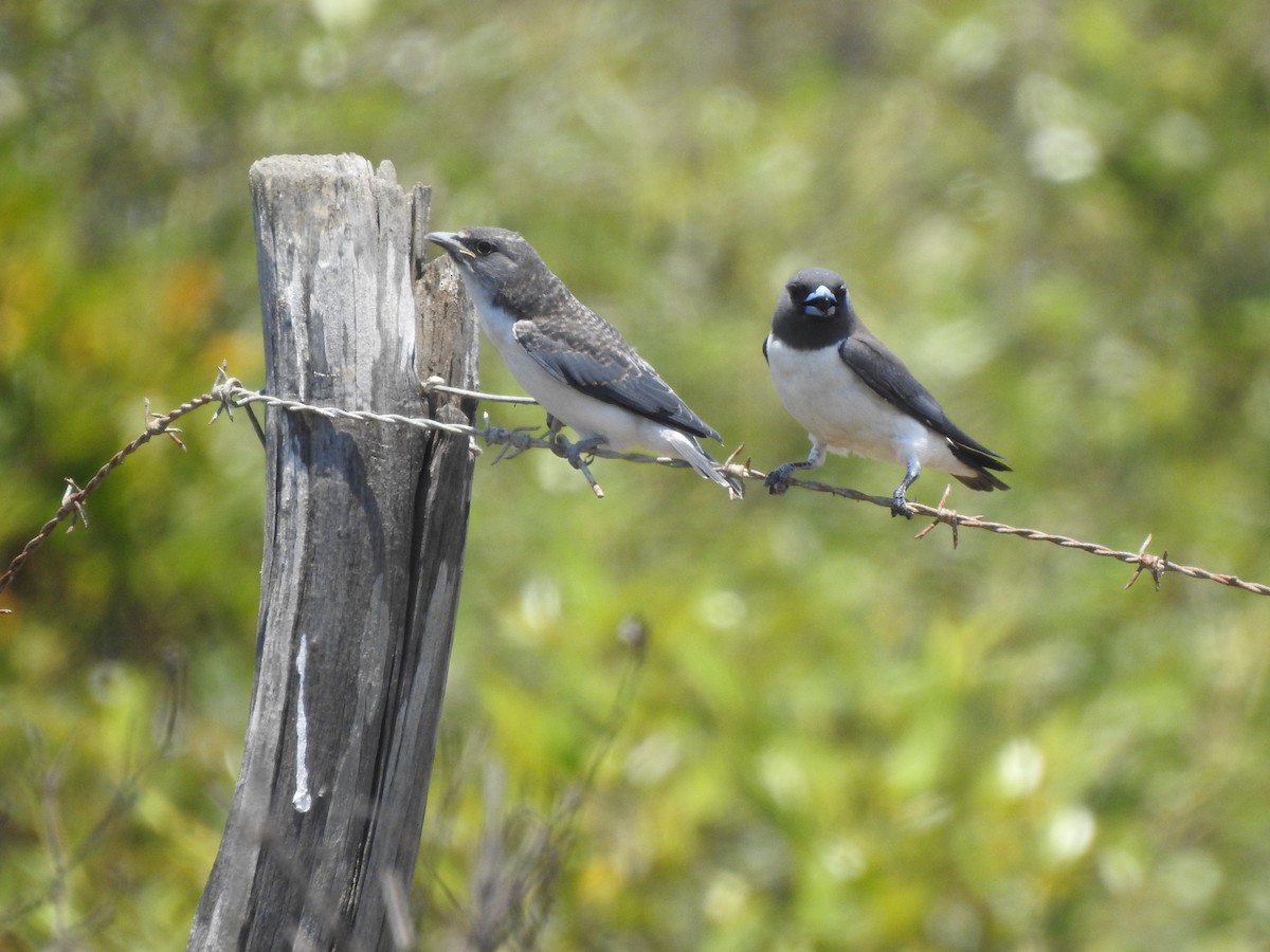 Белобрюхий артам - ML644351855