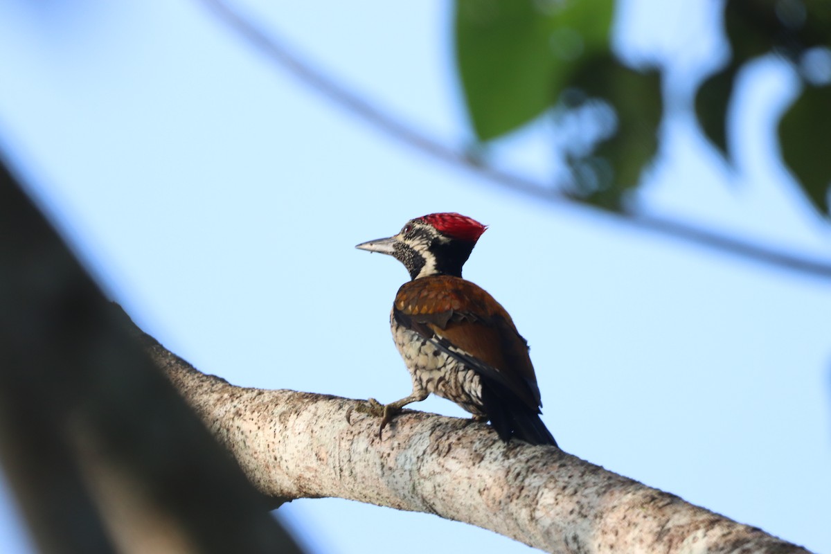 Бенгальский дятел-султан - ML644351856