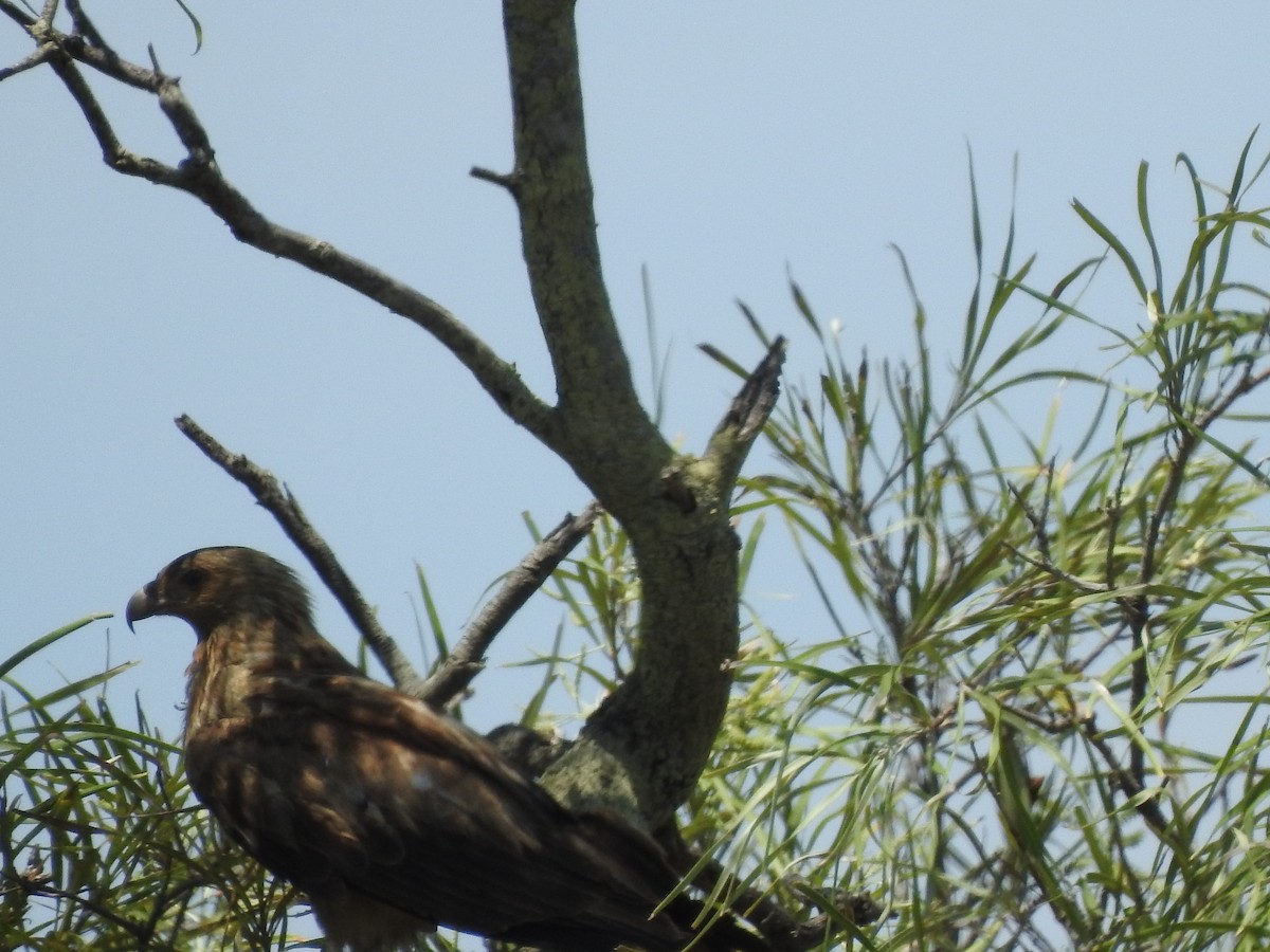 Коршун-свистун - ML644351859