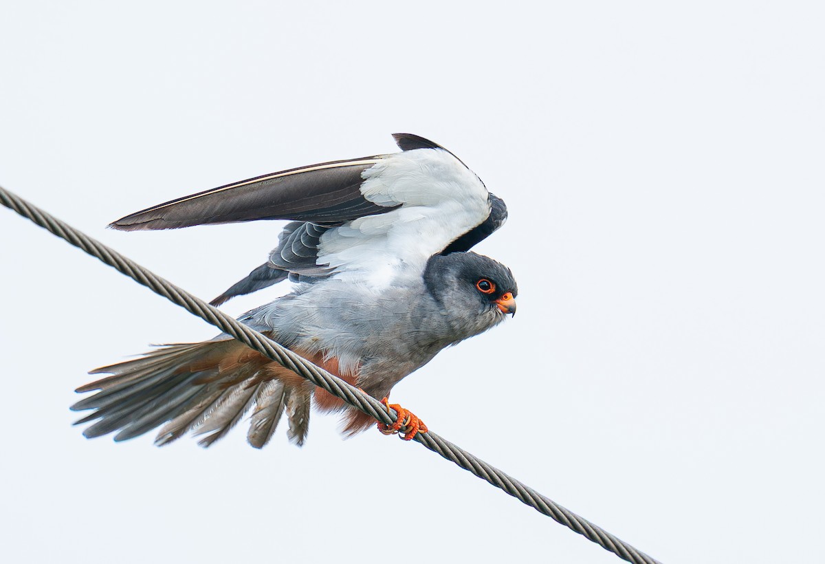 Amur Falcon - ML644351889
