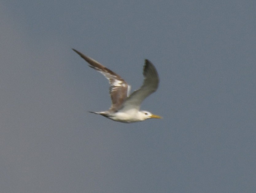 Крячок жовтодзьобий - ML644351904