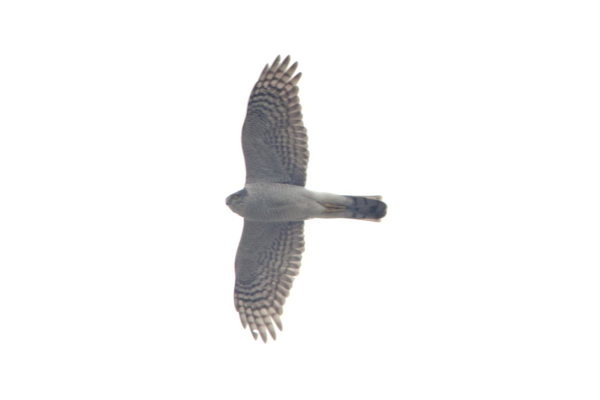 Eurasian Sparrowhawk - ML644351909