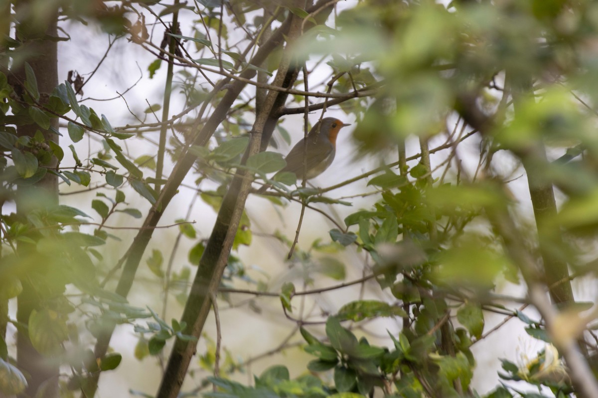 European Robin - ML644351911